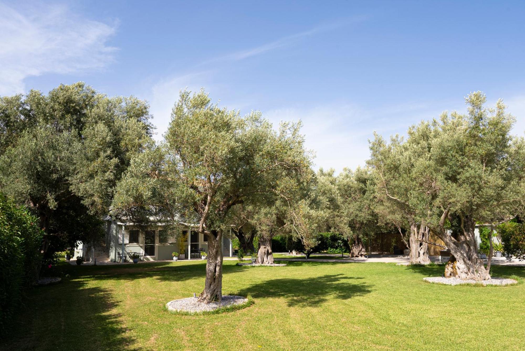 Elaia - Apartments & Studios Lefkáda Dış mekan fotoğraf
